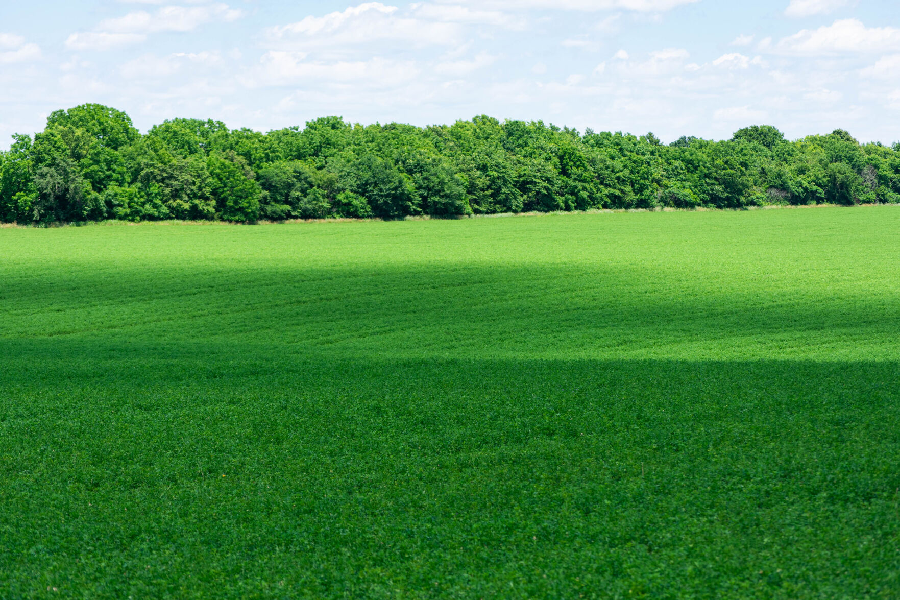 Alfalfa field